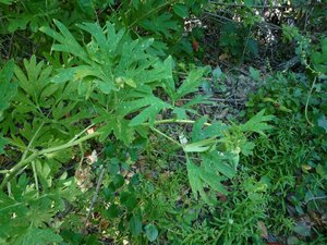 Paeonia californica Leaf